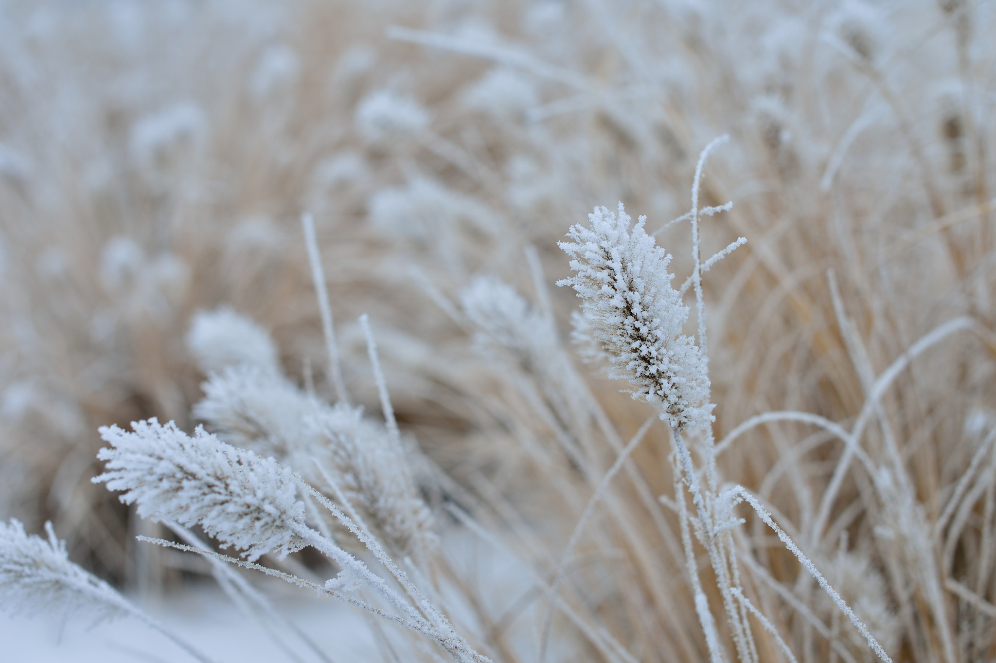 Nikon D4 + Nikon AF-S Nikkor 50mm F1.4G sample photo. Frost on a foggy morning photography