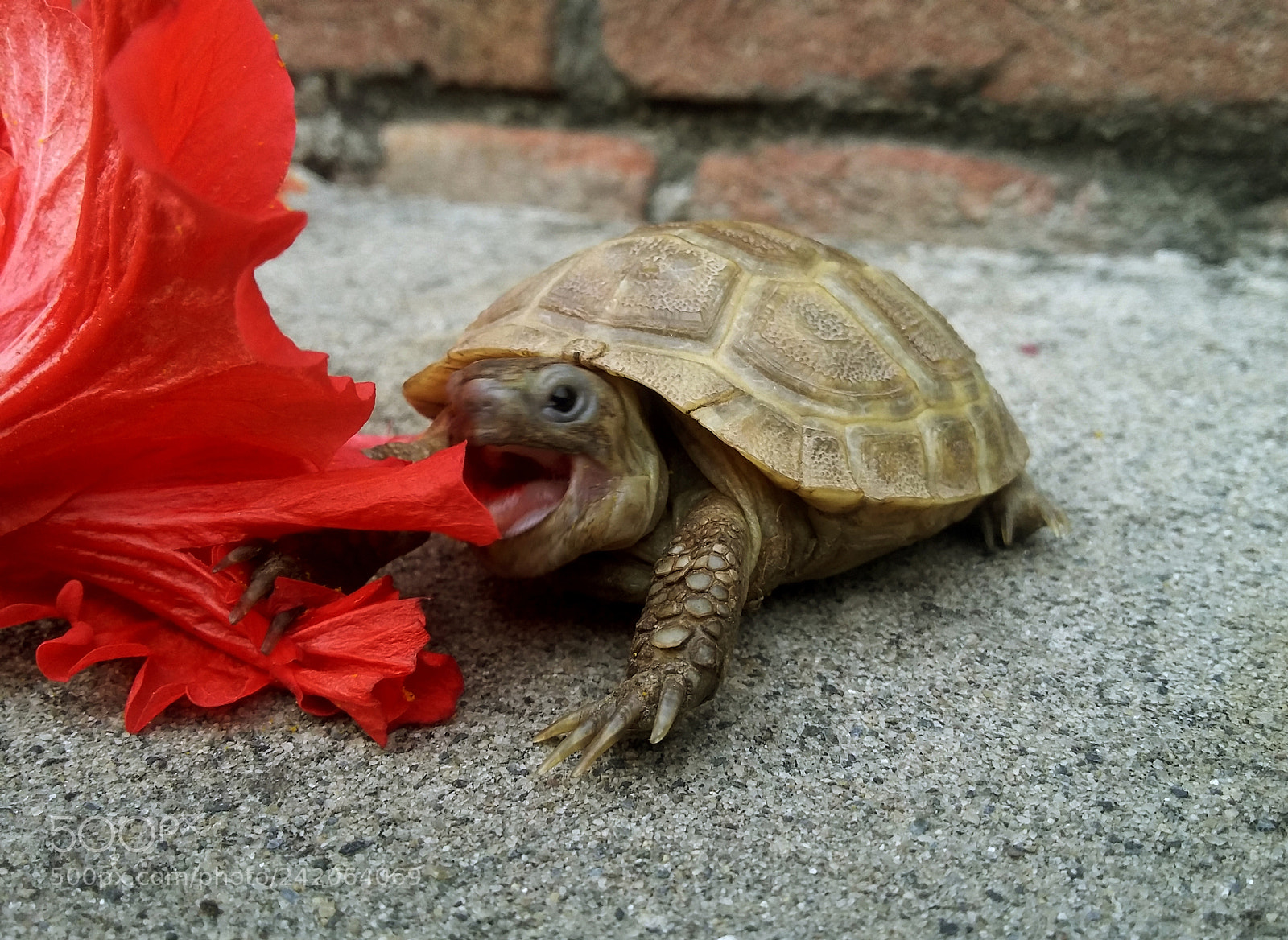 Samsung Galaxy Grand Prime sample photo. I will eat you photography