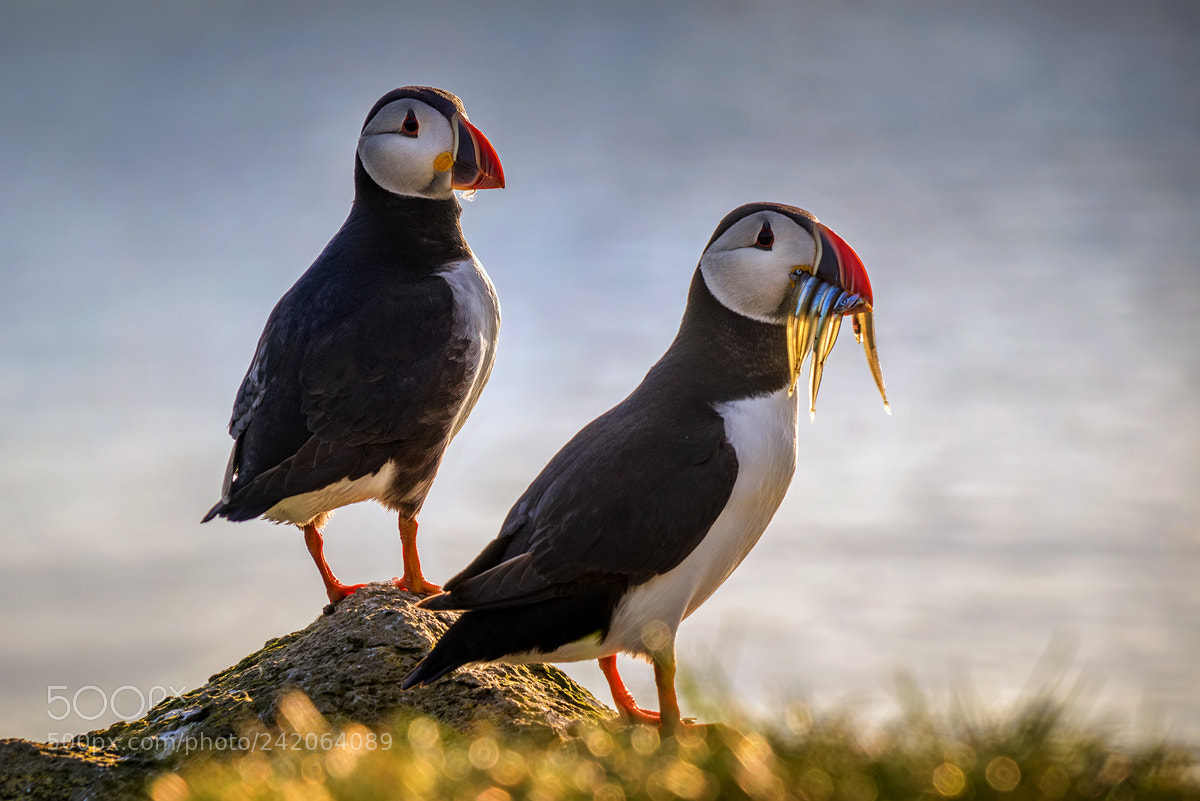 Sony a7R sample photo. Faroe puffins photography