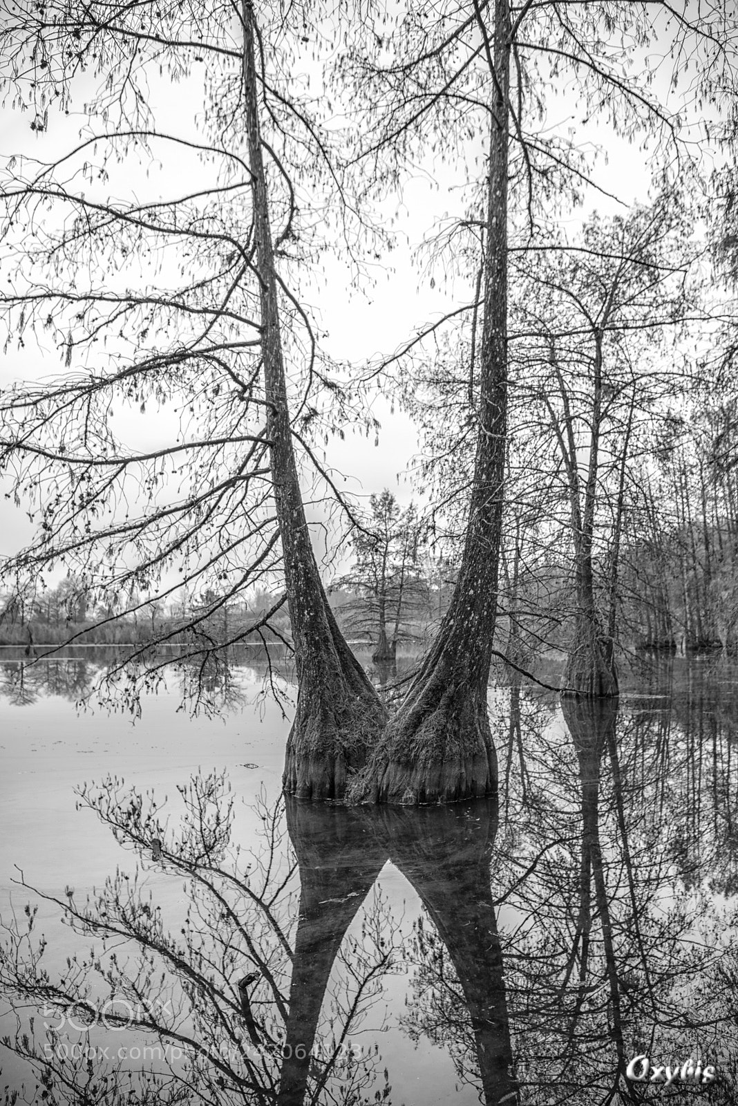 Nikon D800 sample photo. Sylvan reflection photography