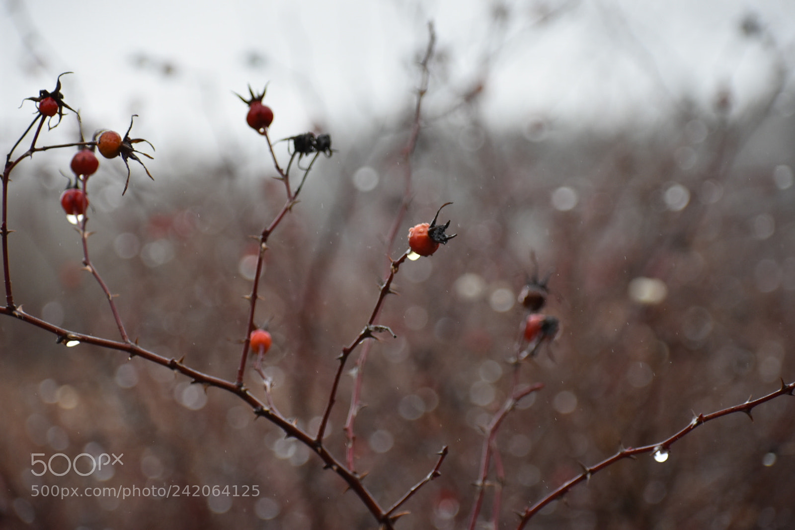 Nikon D3400 sample photo. Rain photography