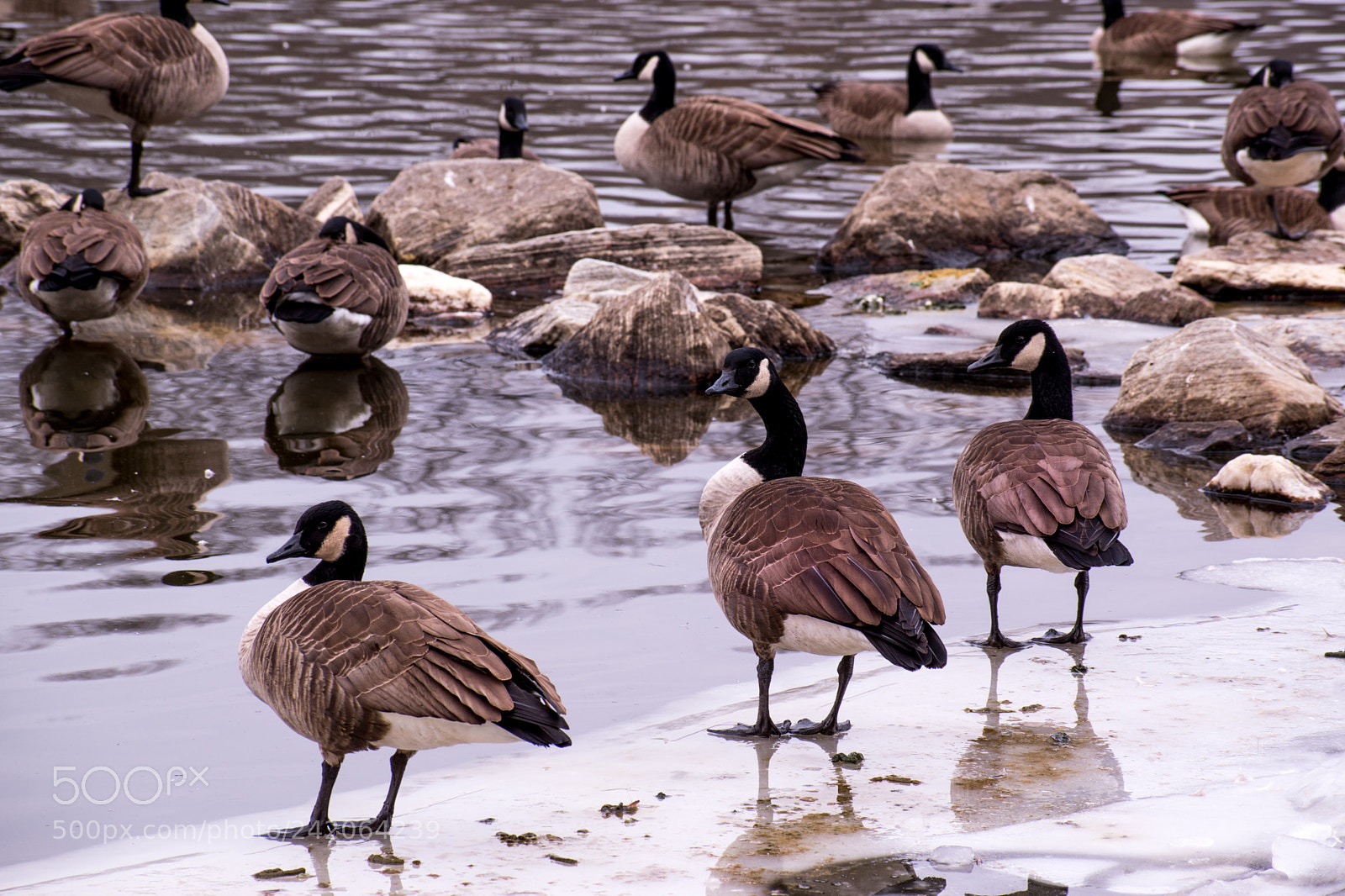 Nikon D5600 sample photo. Geese island photography