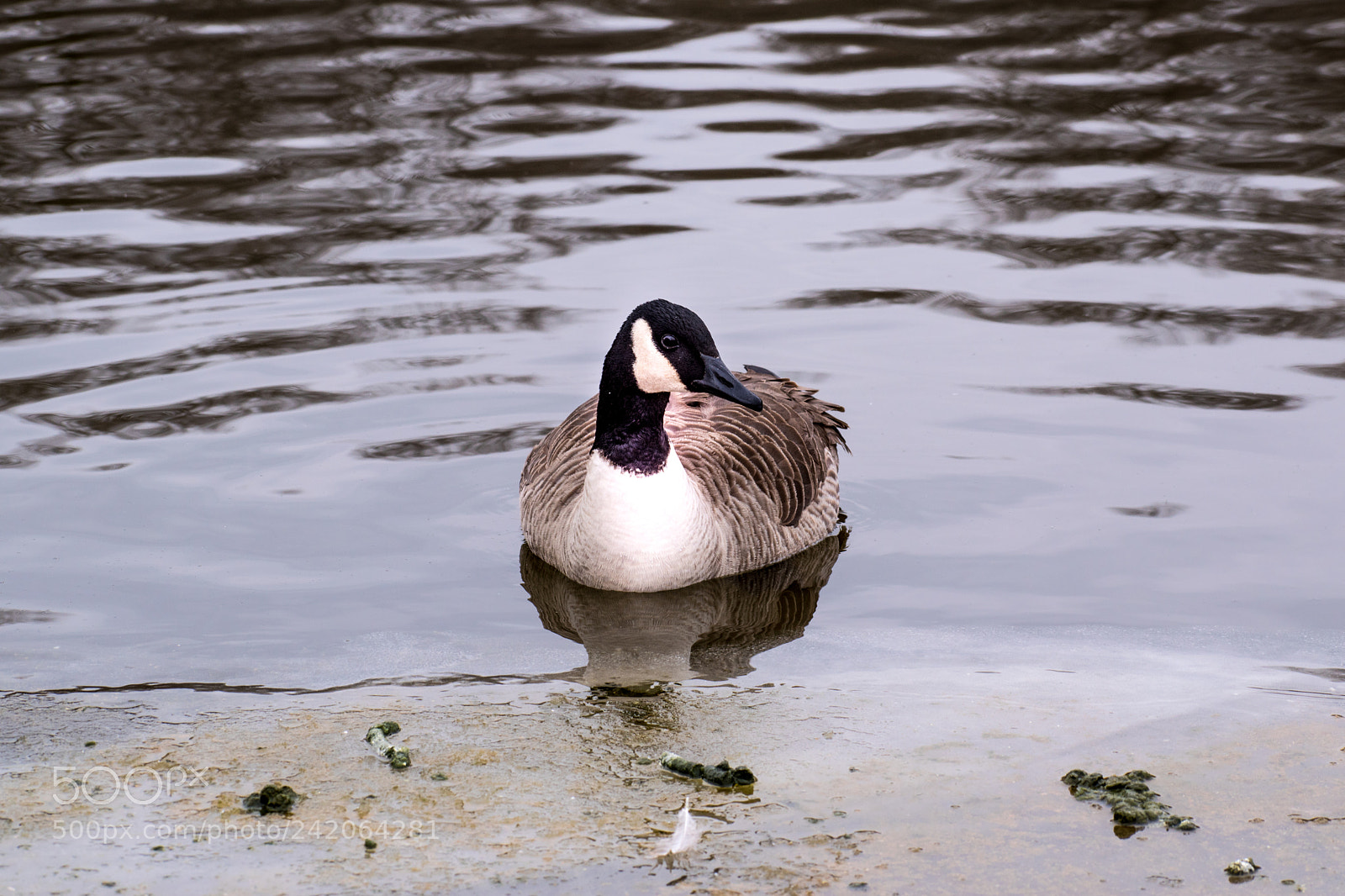 Nikon D5600 sample photo. The lonely one photography