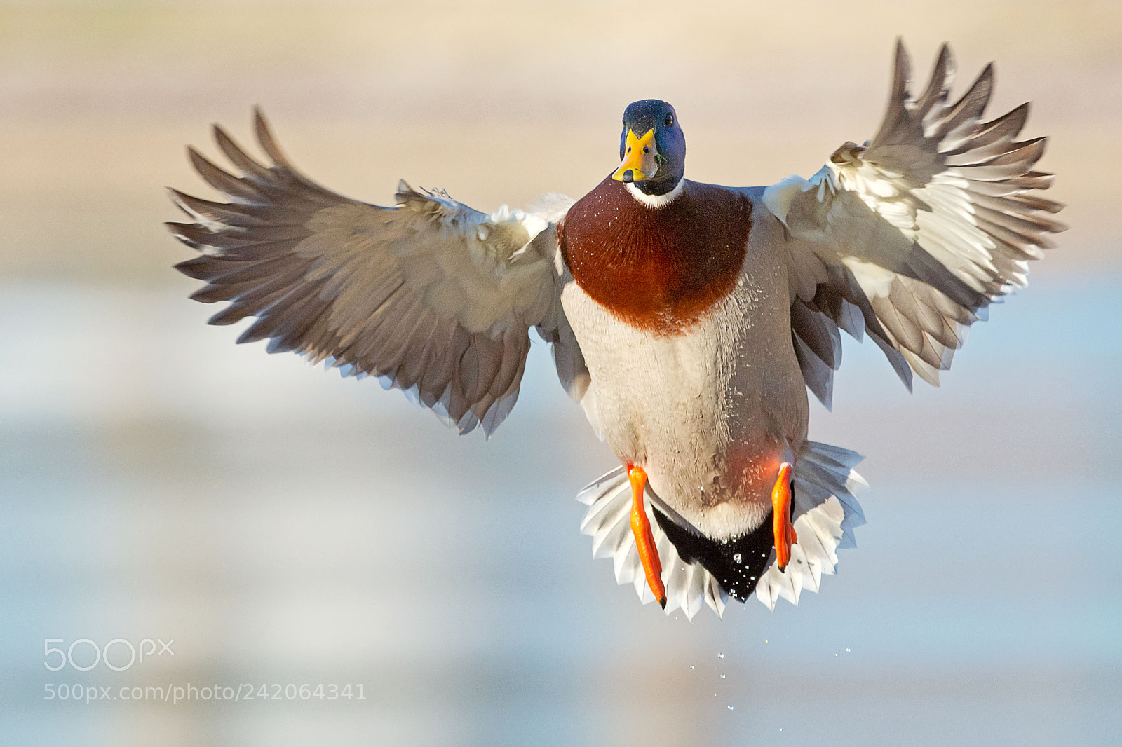 Nikon D7100 sample photo. Mallard drake photography