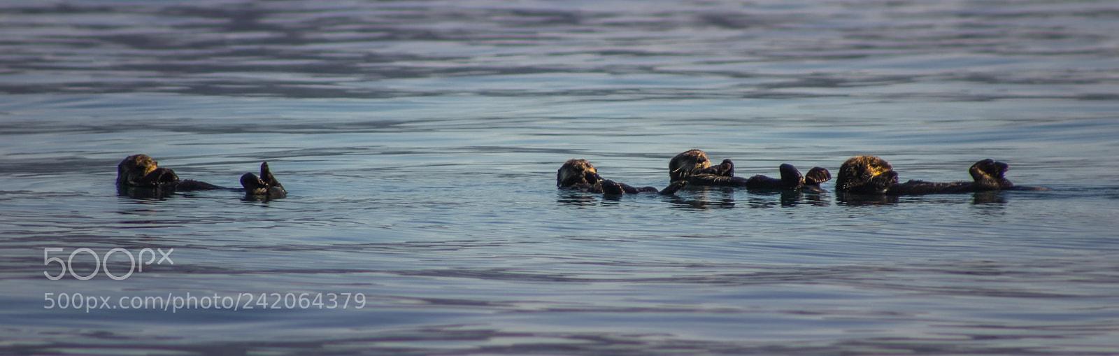 Canon EOS 1100D (EOS Rebel T3 / EOS Kiss X50) sample photo. Otter pops photography