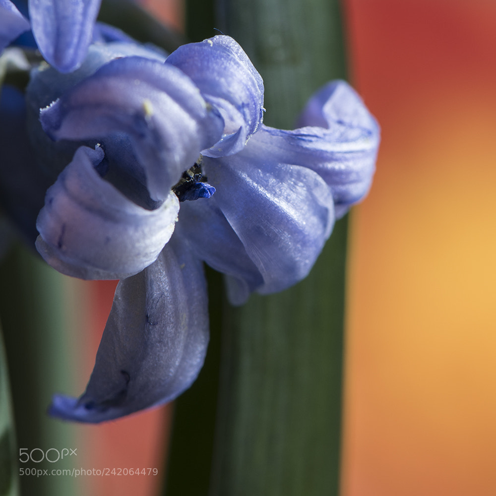 Nikon D500 sample photo. Jacinthe bleue photography