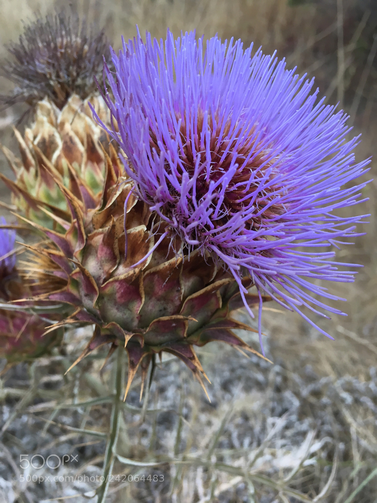 Apple iPhone SE sample photo. Untitled photography