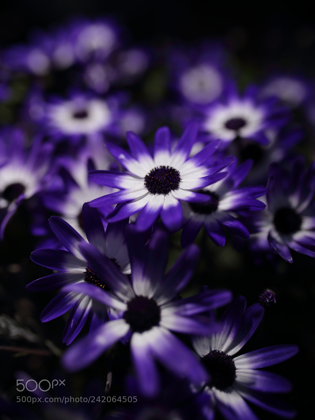 Sigma 35mm F1.4 DG HSM Art sample photo. Cineraria photography