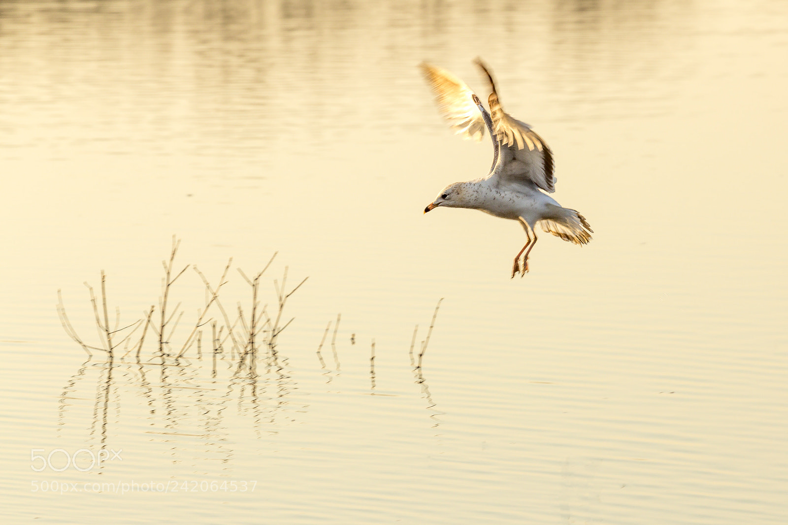 Canon EOS 60D sample photo. Coming in for landing photography