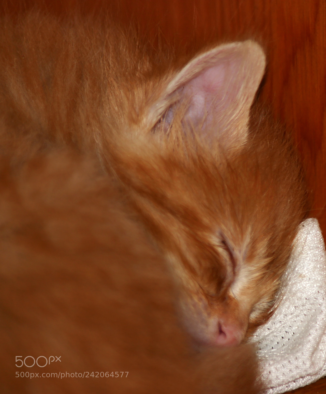 Canon EOS 300D (EOS Digital Rebel / EOS Kiss Digital) sample photo. Sleepy cuteness photography