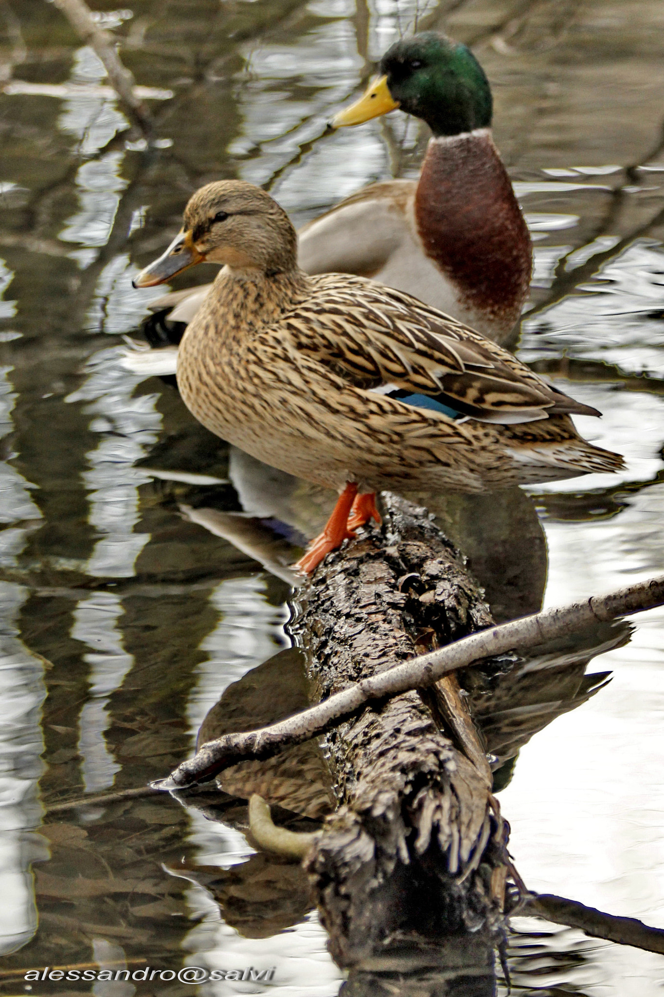 Canon EF 70-200mm F2.8L USM sample photo. Ducks photography