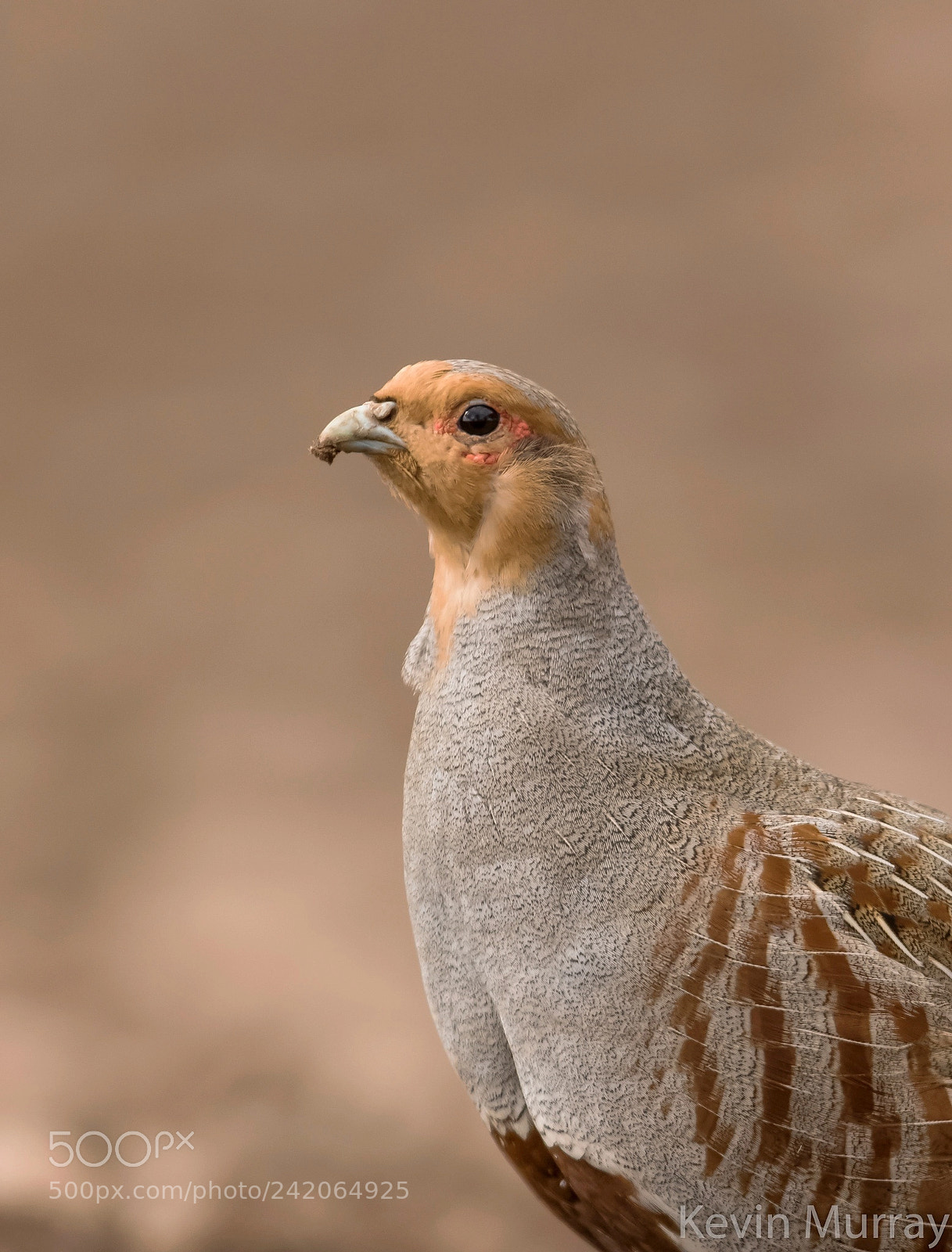 Canon EOS 7D Mark II sample photo. Grey partridge portrait photography