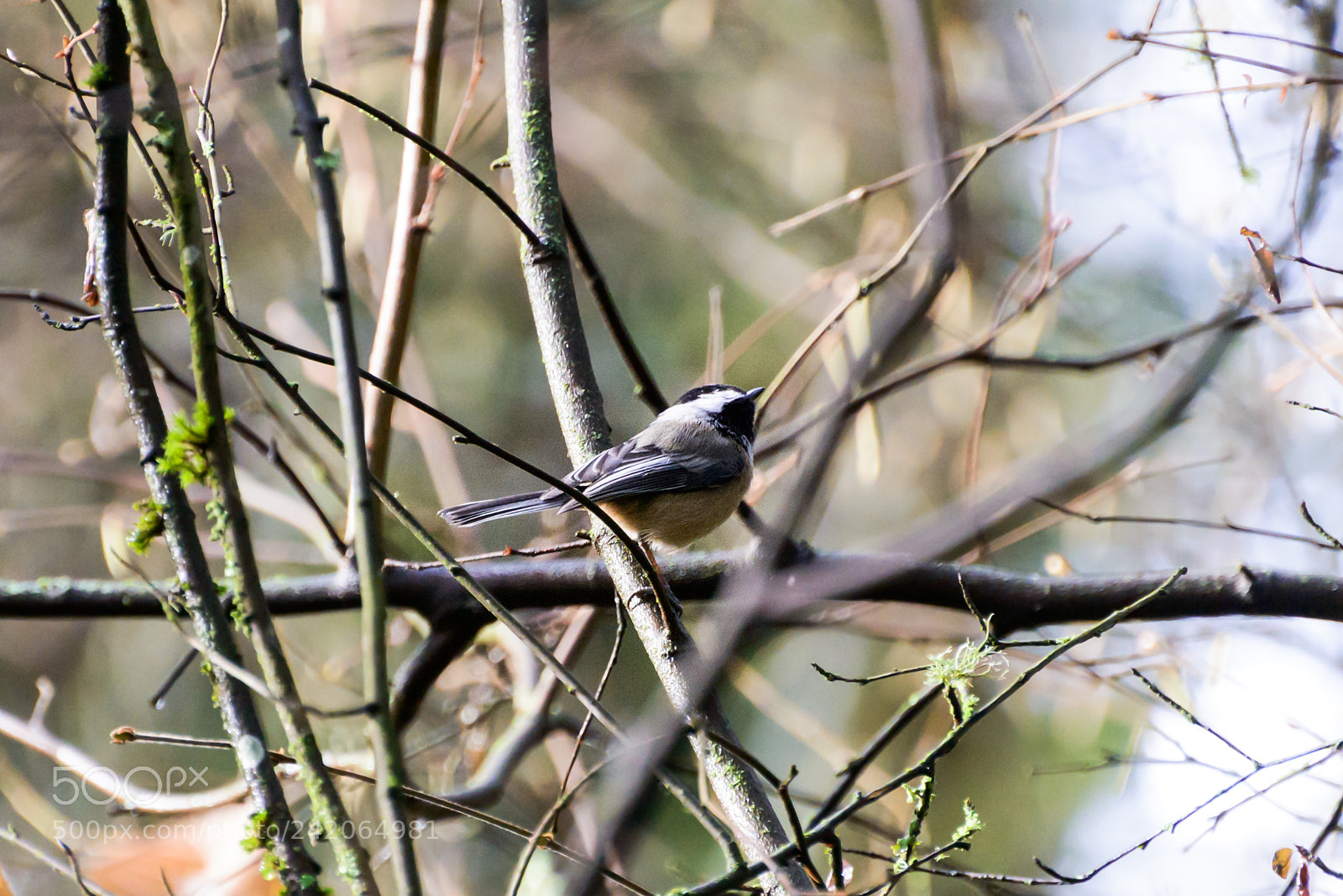 Nikon D800 sample photo. Keep your chin up photography