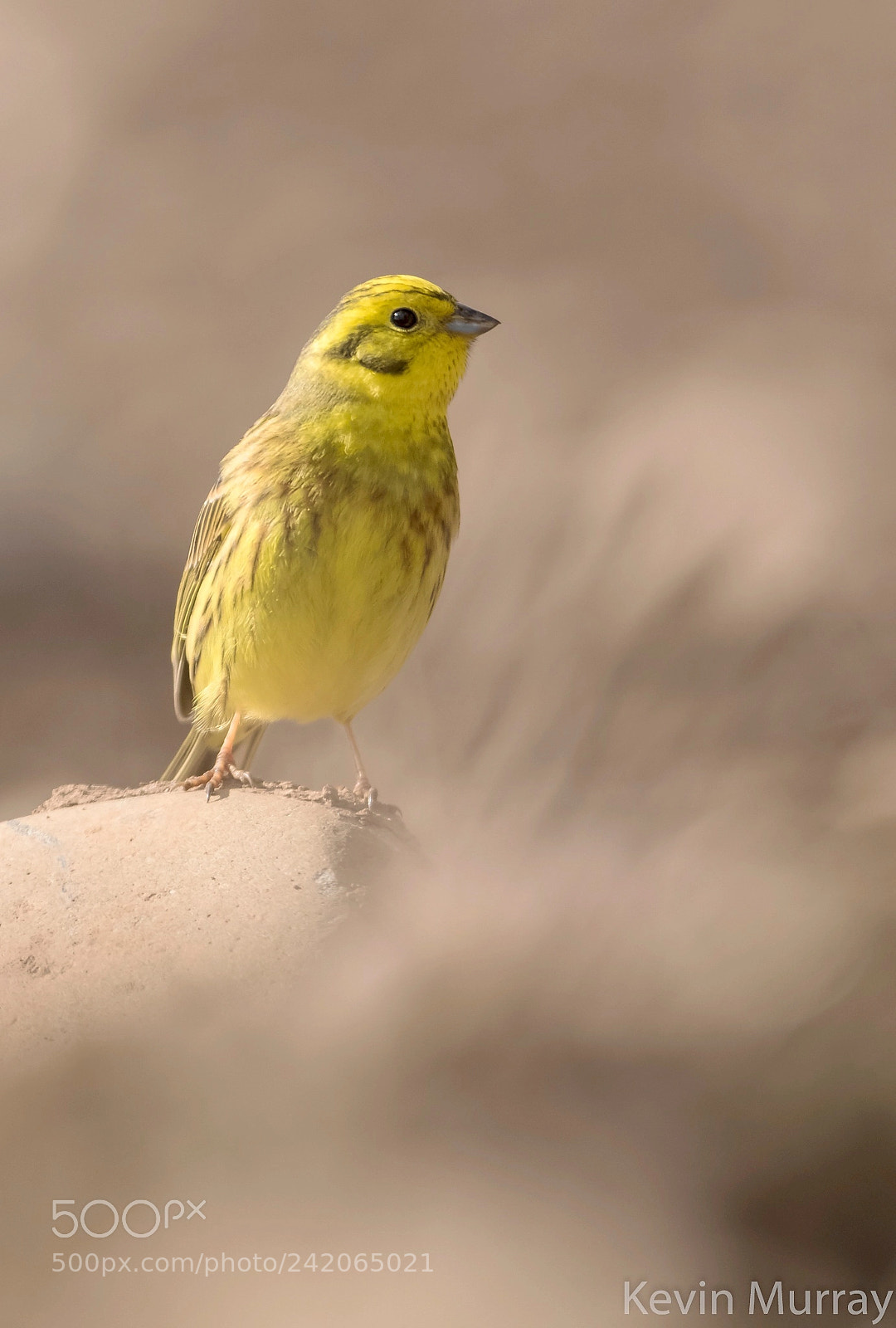 Canon EOS 7D Mark II sample photo. Yellowhammer photography