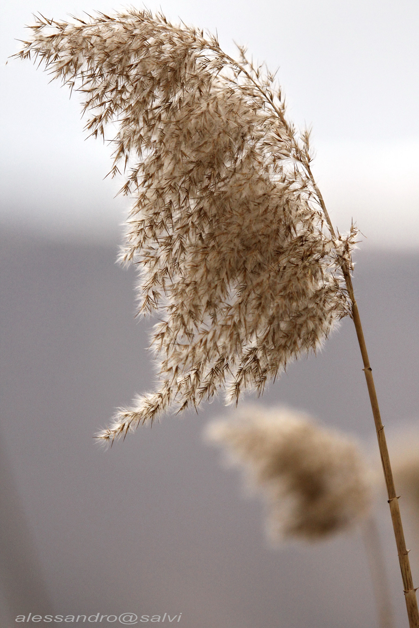 Canon EF 70-200mm F2.8L USM sample photo. Canneto photography