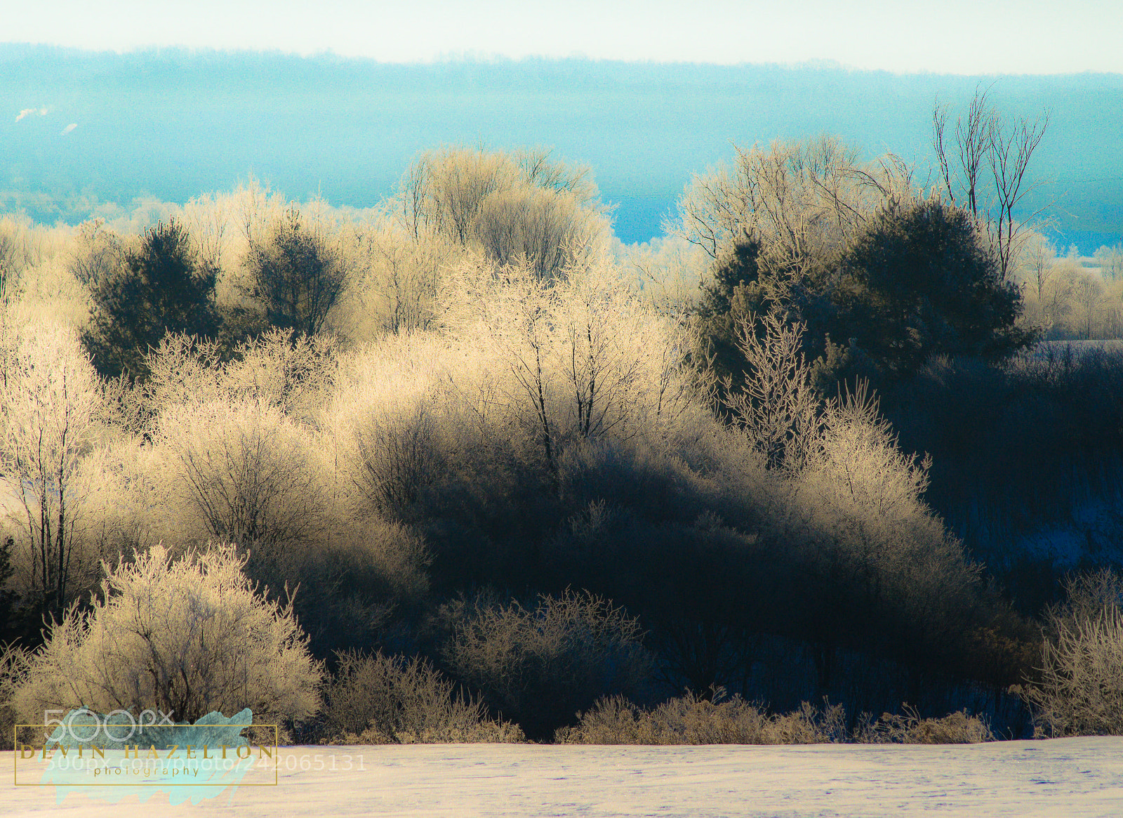 Nikon D3200 sample photo. Tree line photography
