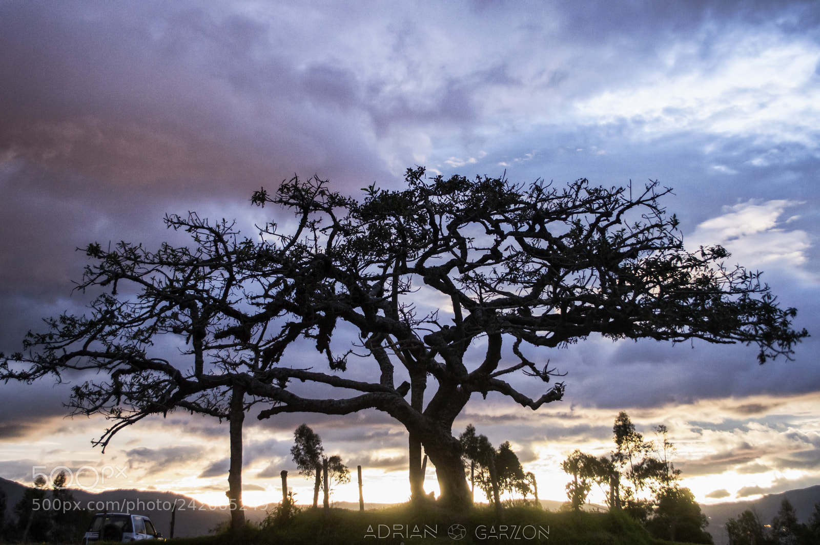 Nikon D3200 sample photo. Tree of life photography