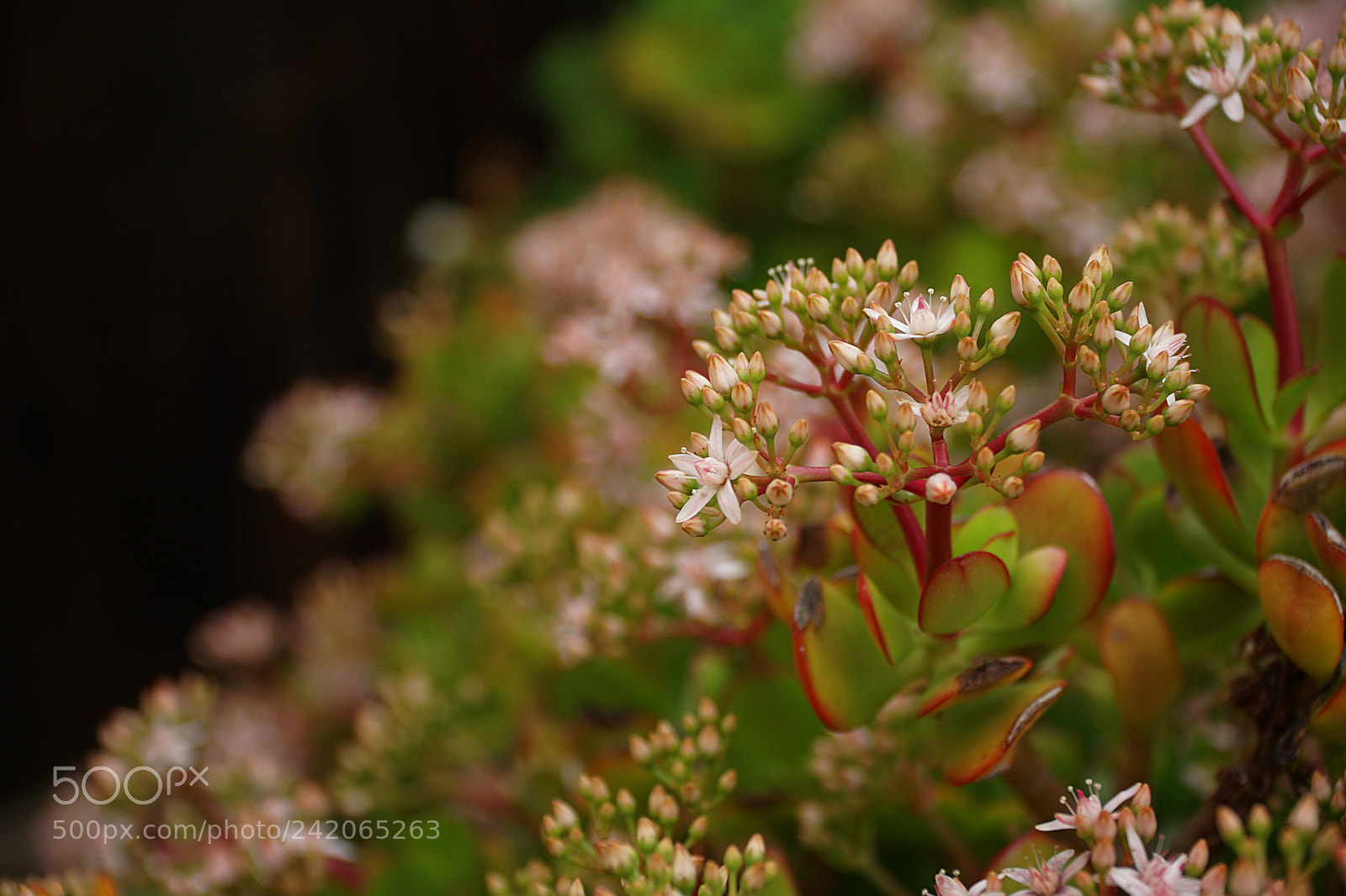 Sony a6500 sample photo. A beautiful in focus photography