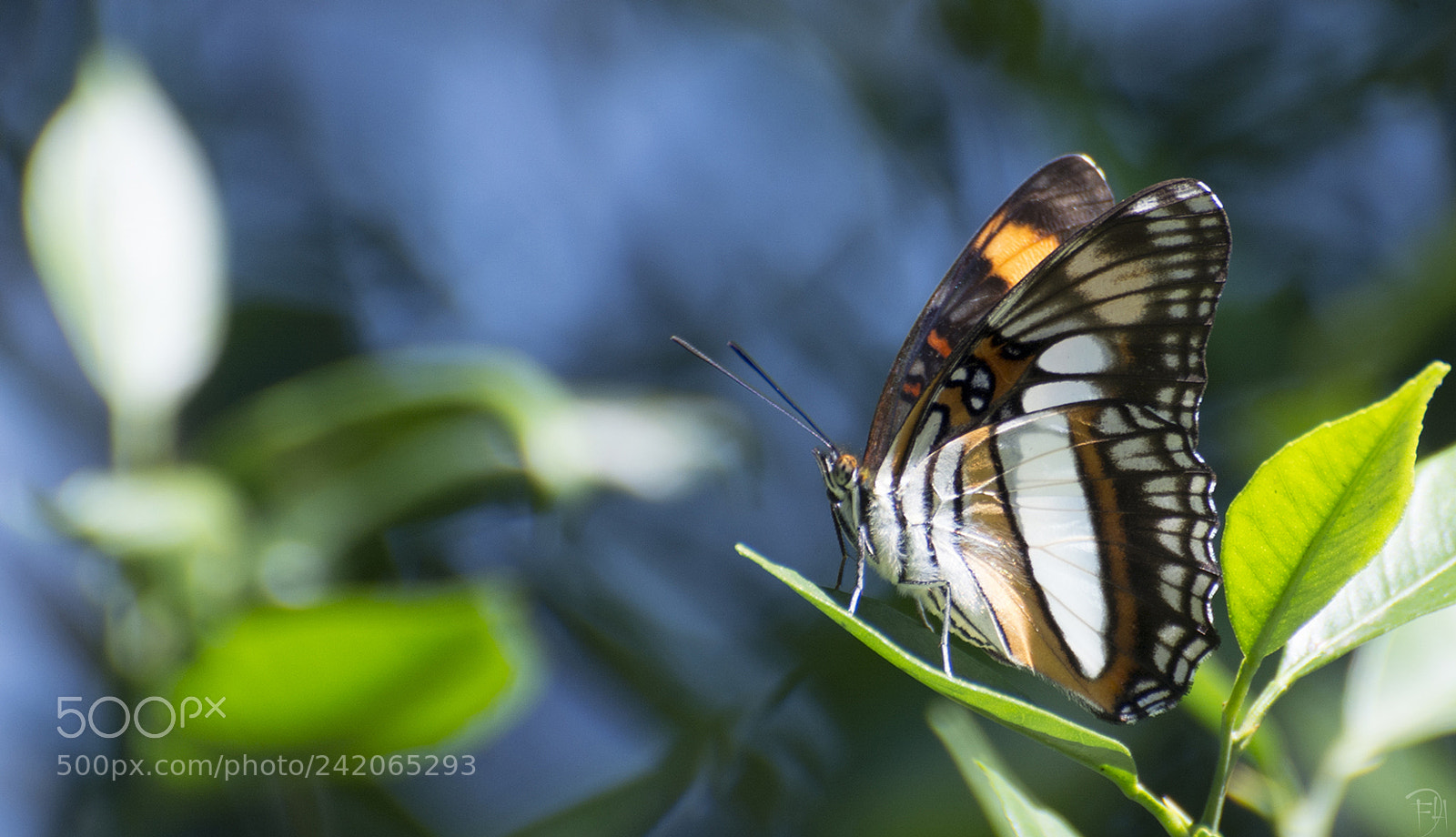 Nikon D7100 sample photo. Butterfly photography