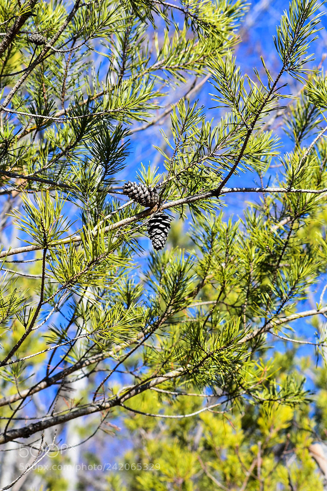 Nikon D3400 sample photo. Pine combs. taken at photography