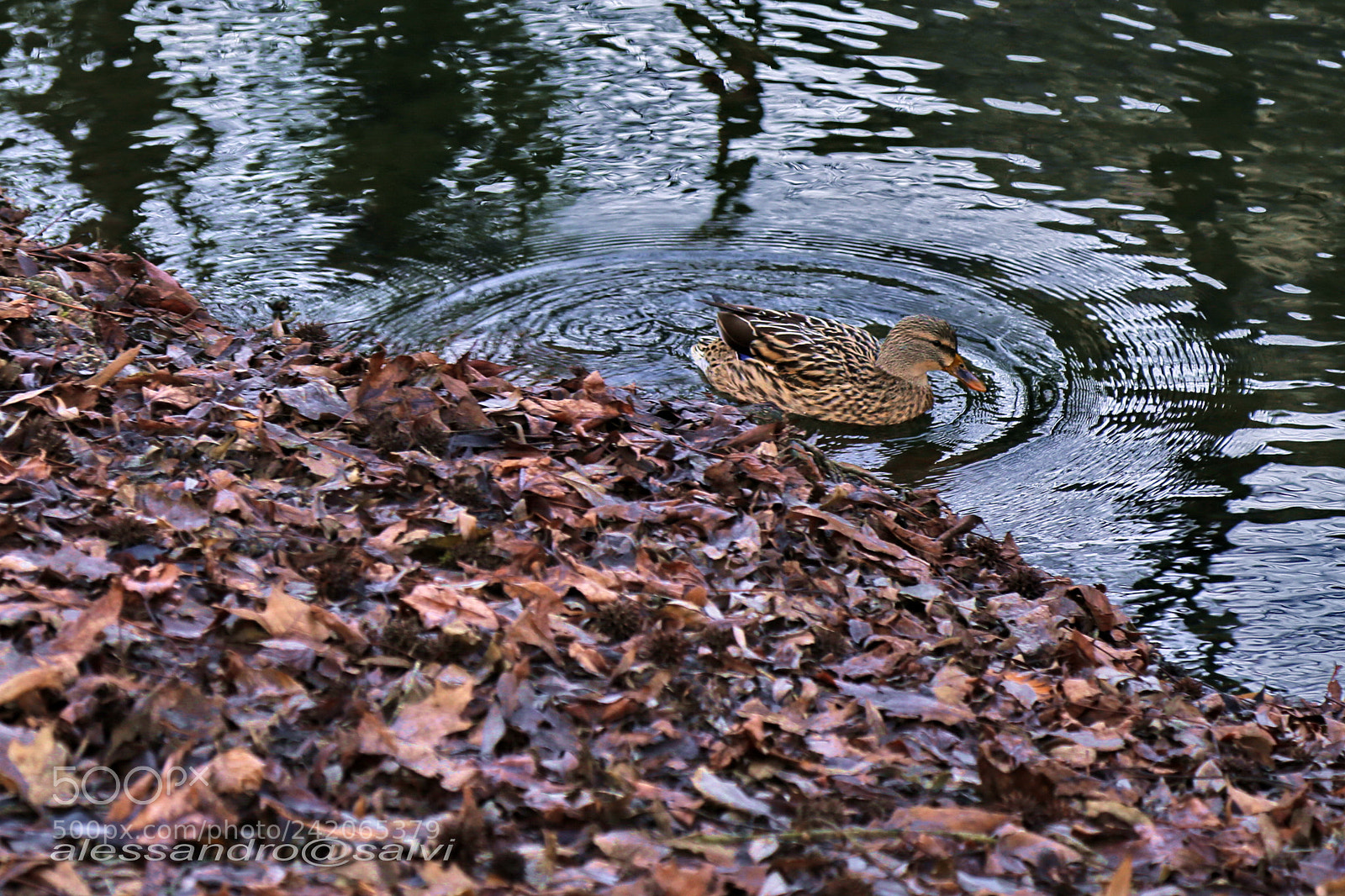 Canon EOS 6D + Canon EF 24-105mm F4L IS USM sample photo. Duck photography