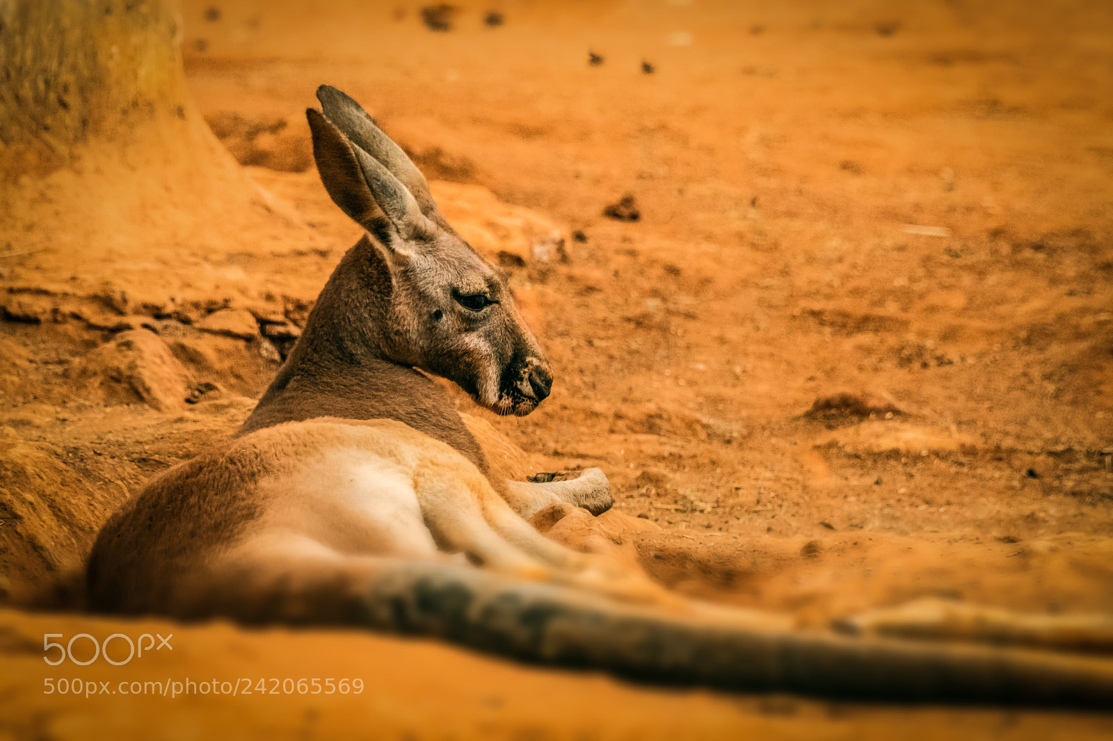 Nikon D500 sample photo. Kangaroo photography