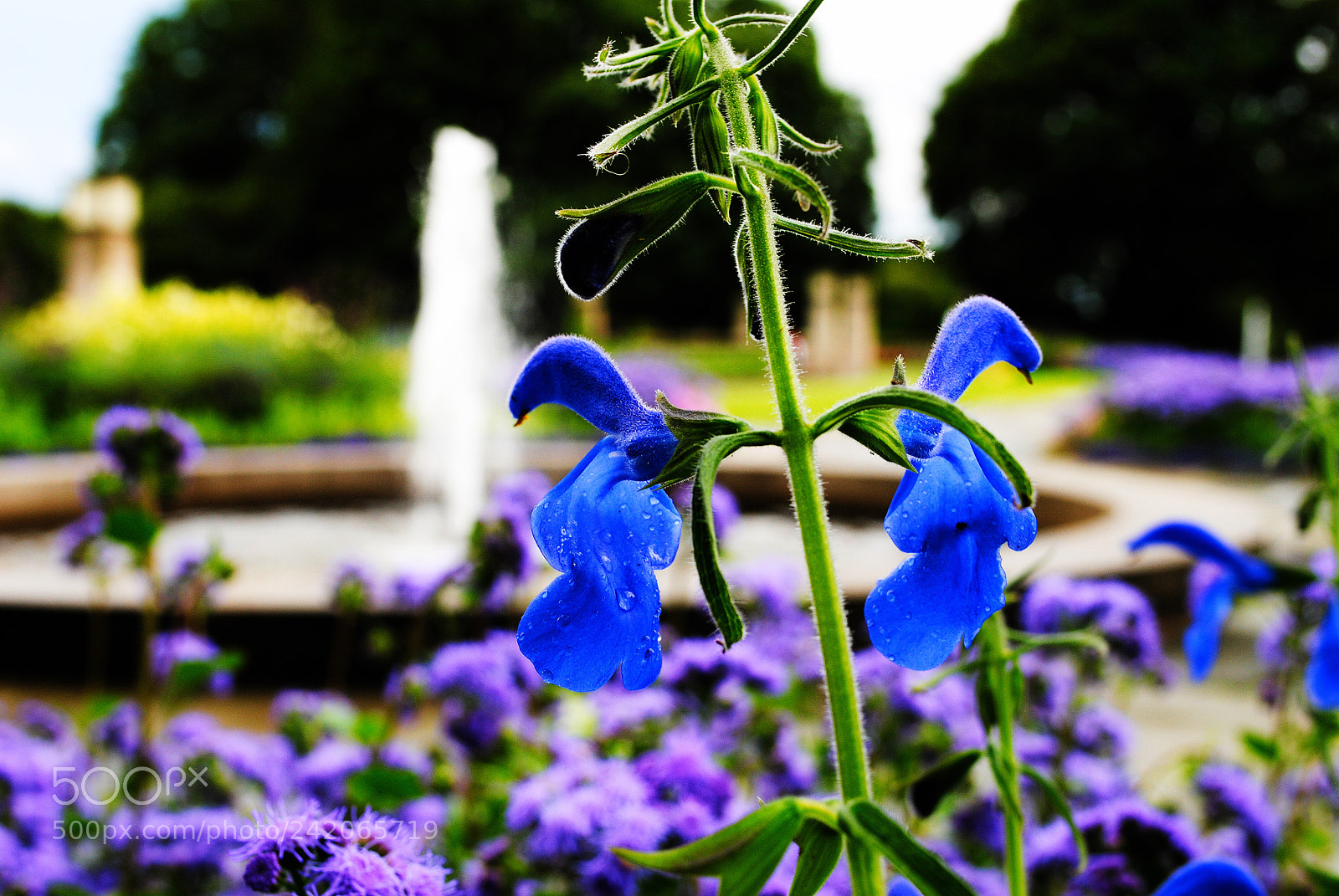 Nikon D3000 sample photo. Bluewingflower photography
