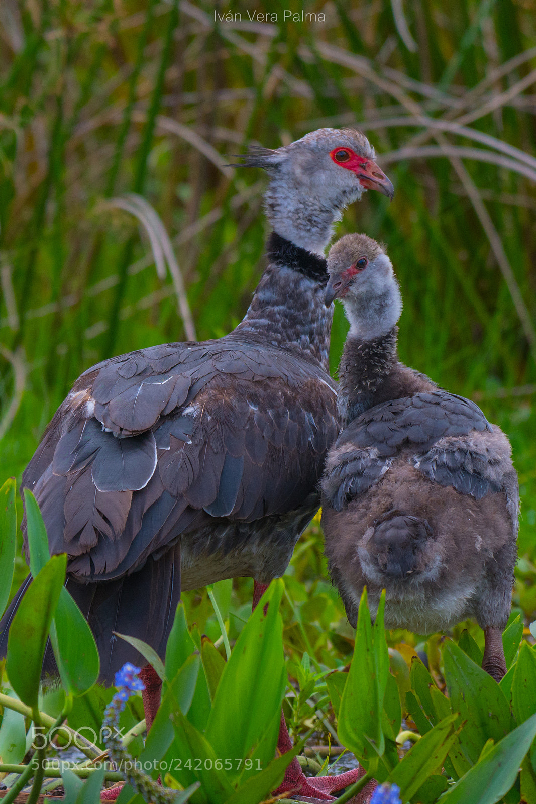 Nikon D500 sample photo. Halsband wehrvogel photography