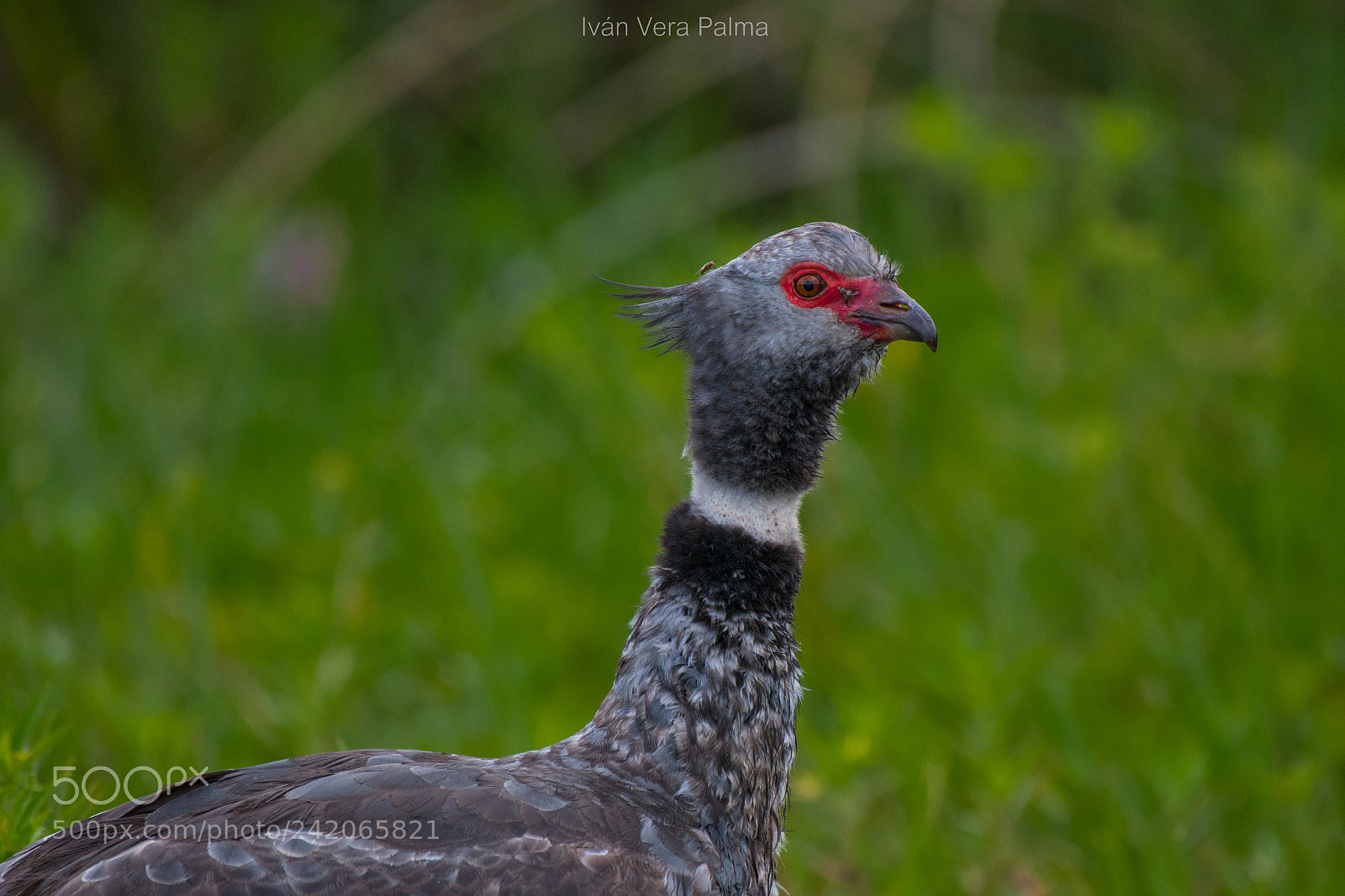 Nikon D500 sample photo. Southern screamer photography