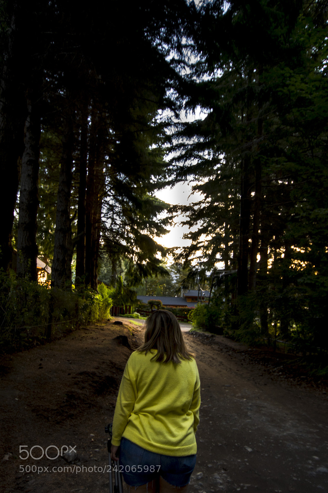 Nikon D7200 sample photo. Forest photography