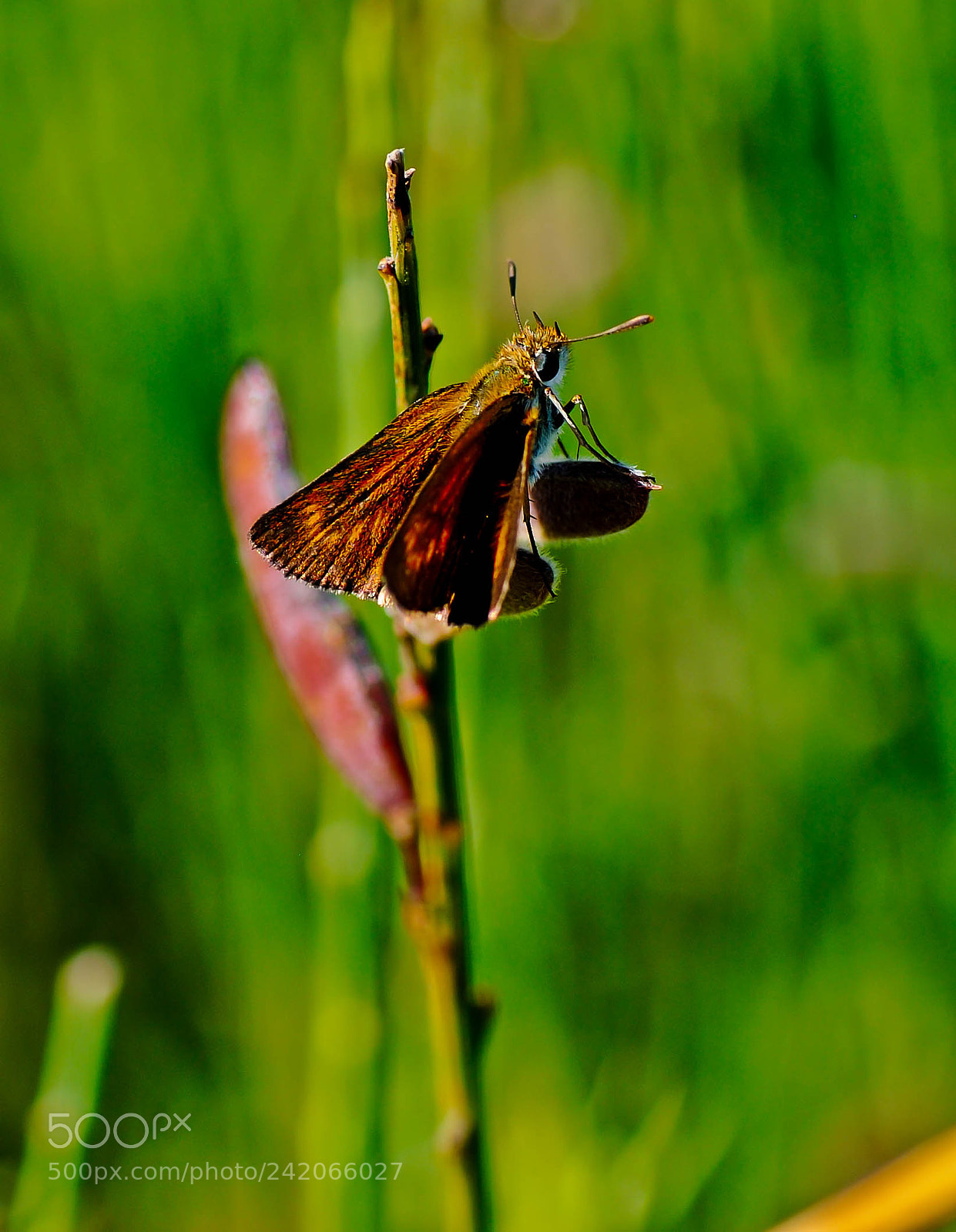 Nikon D3000 sample photo. Mariposa photography