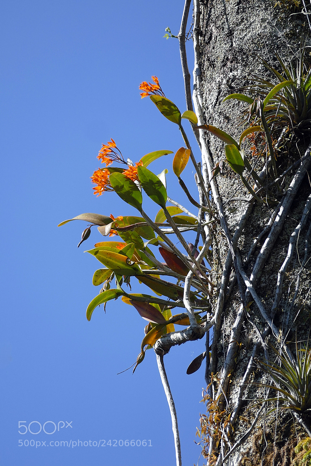 Leica V-Lux (Typ 114) sample photo. Orange orchid photography