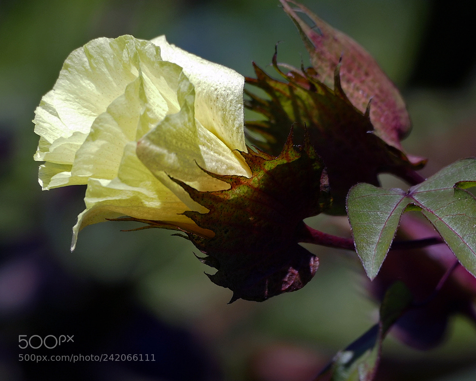Leica V-Lux (Typ 114) sample photo. Cotton fower photography
