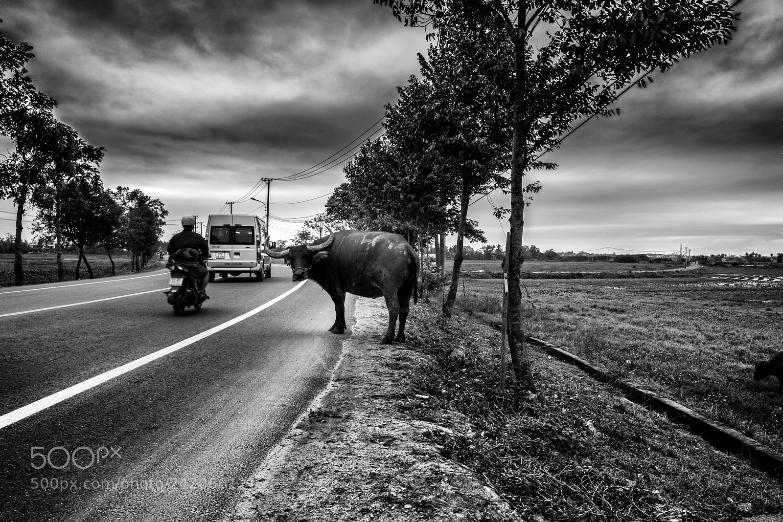 Nikon D810 sample photo. Buffalo on the road photography