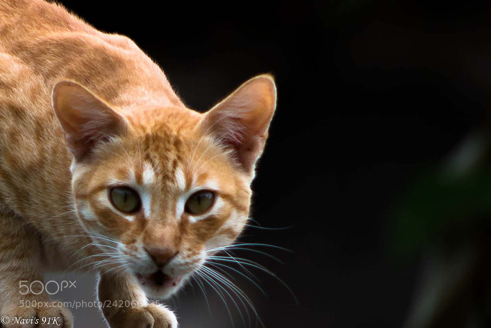 Canon EOS 100D (EOS Rebel SL1 / EOS Kiss X7) sample photo. Feline photography