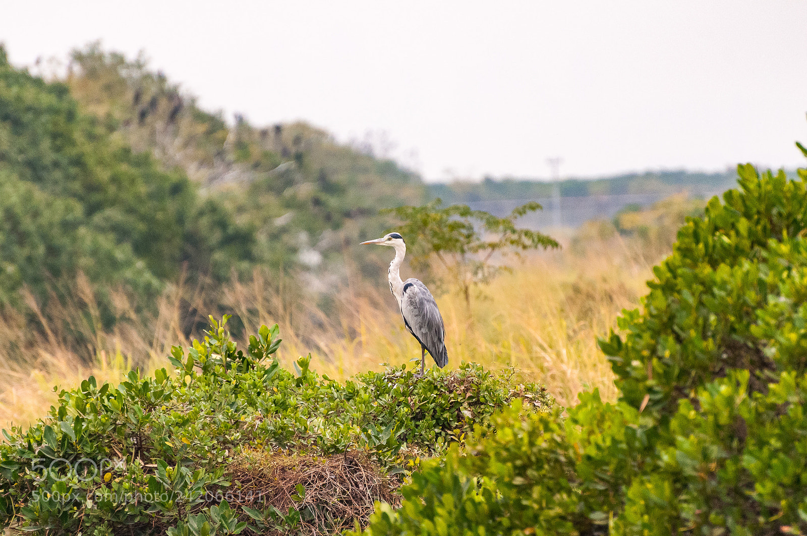 Nikon D300S sample photo. Geryheron photography