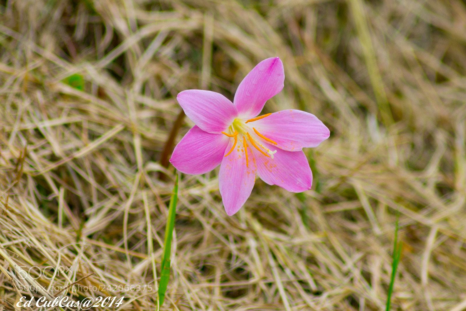 Canon EOS 700D (EOS Rebel T5i / EOS Kiss X7i) sample photo. Solitaria photography