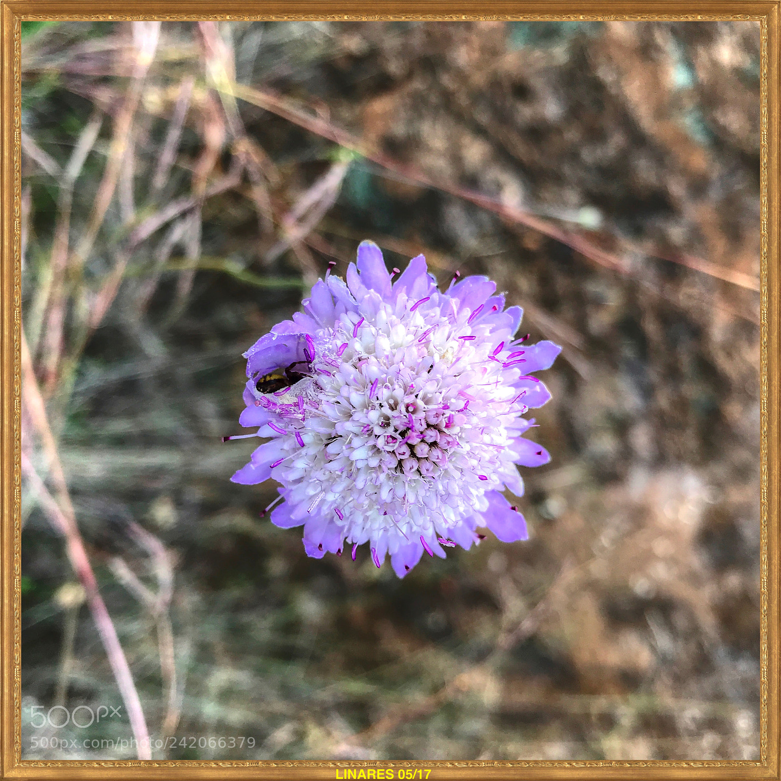 Apple iPhone 7 Plus sample photo. Linares 17 photography