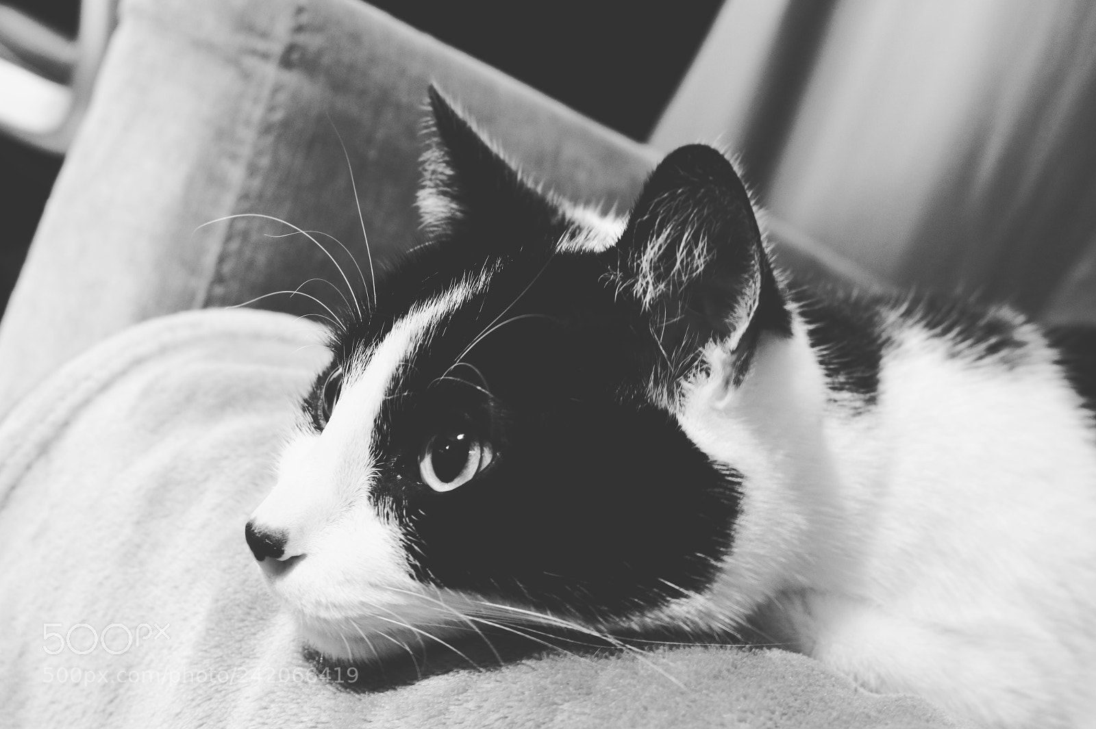 Canon EOS 750D (EOS Rebel T6i / EOS Kiss X8i) sample photo. Cat’s life. photography
