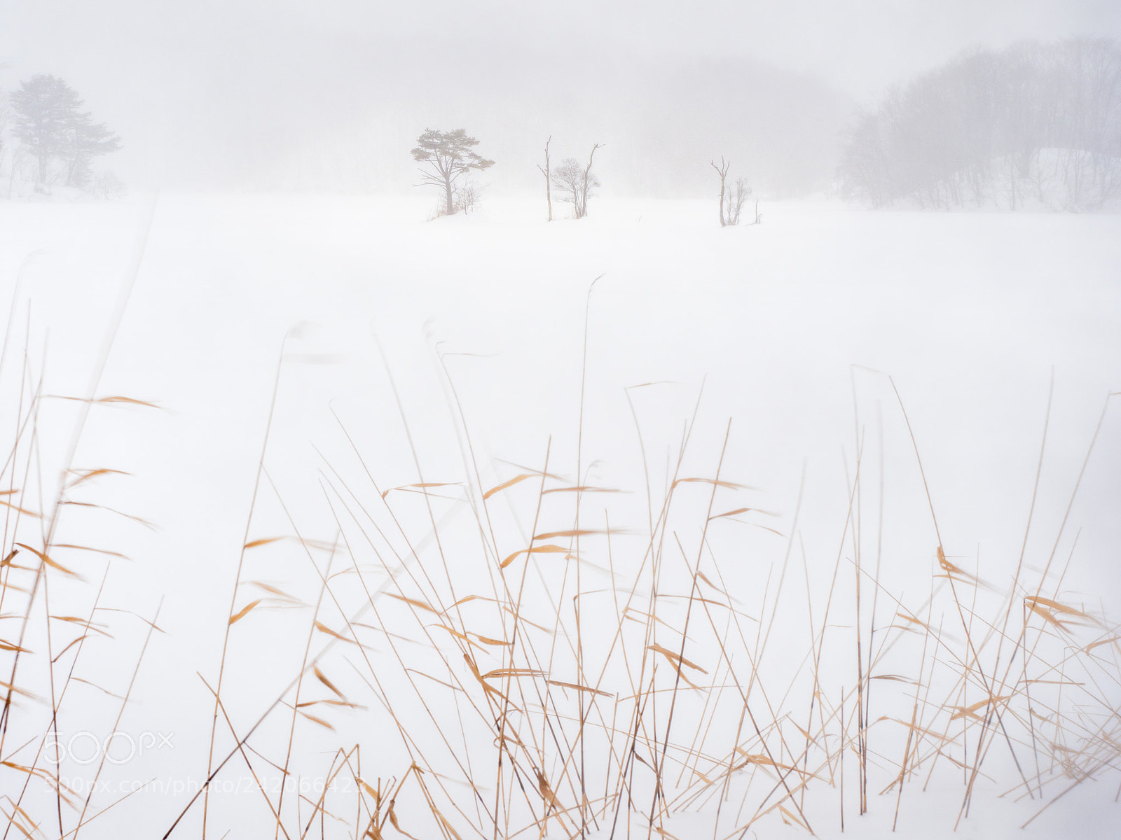 Olympus OM-D E-M1 Mark II sample photo. Winter lake photography