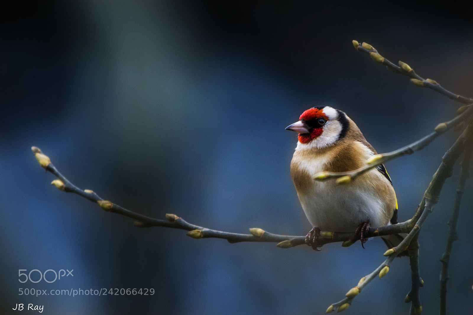 Nikon D7200 sample photo. European goldfinch photography