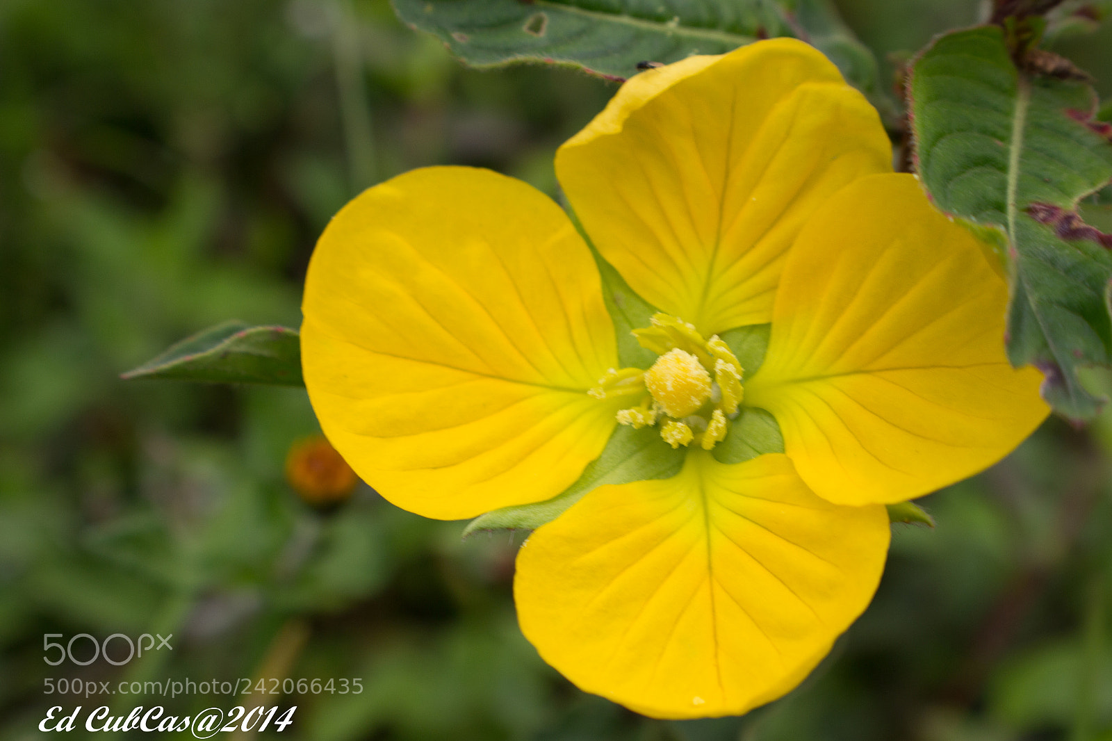 Canon EOS 700D (EOS Rebel T5i / EOS Kiss X7i) sample photo. Textura photography
