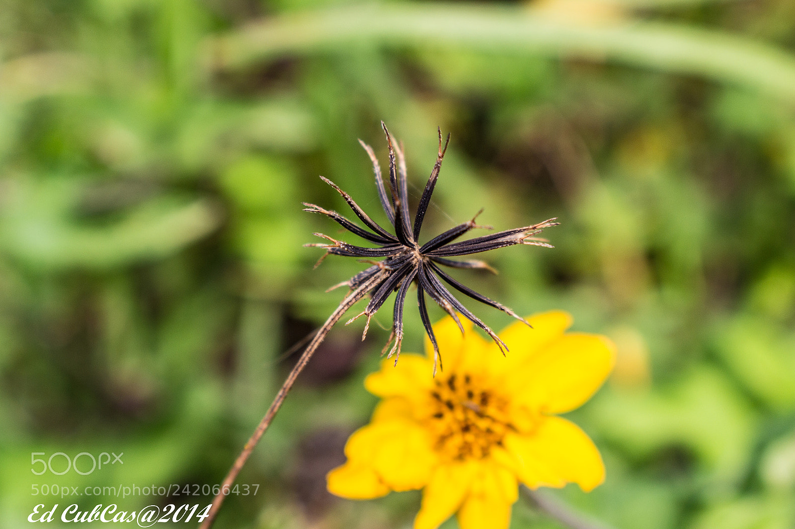 Canon EOS 700D (EOS Rebel T5i / EOS Kiss X7i) sample photo. Moriseco photography