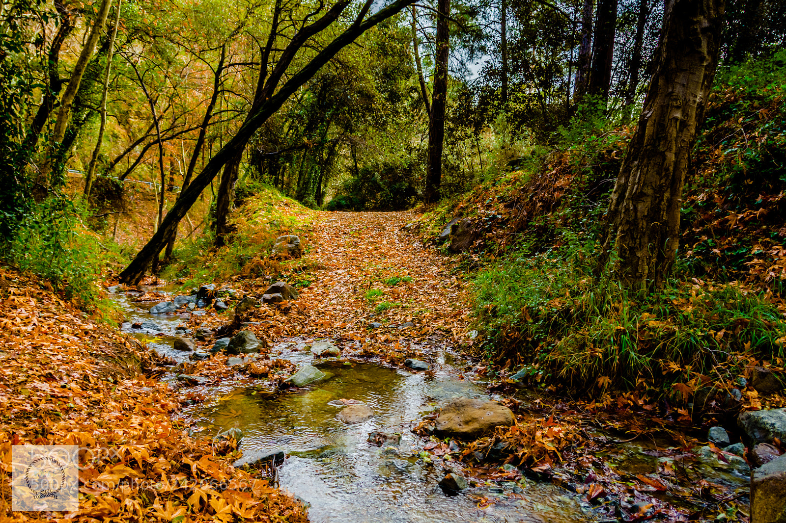 Nikon D7200 sample photo. Path of leaves photography