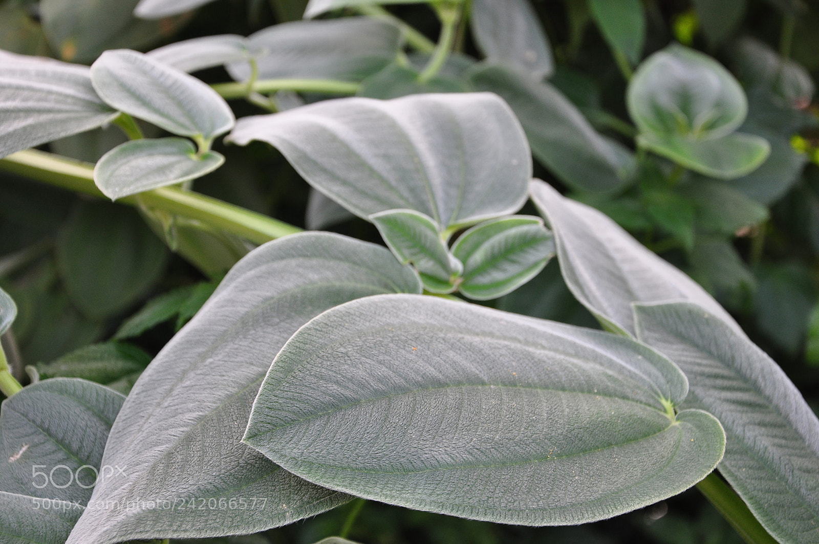 Nikon D90 sample photo. Sensitive green photography