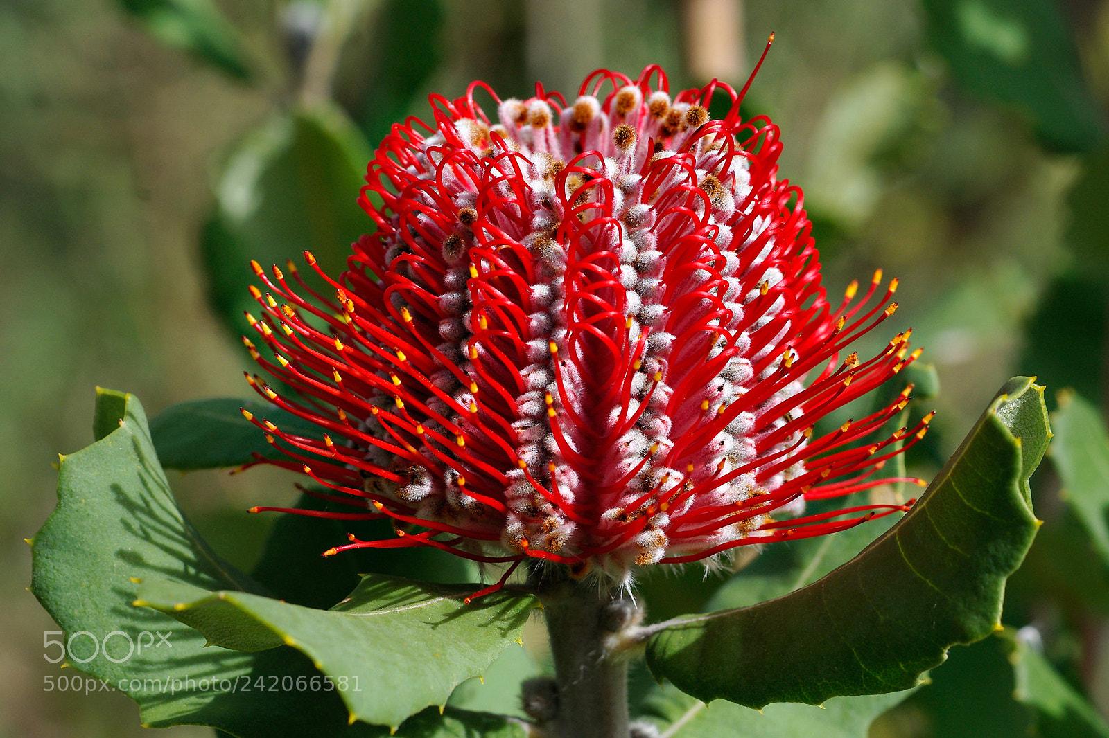 Pentax K200D sample photo. Banksia coccinea photography