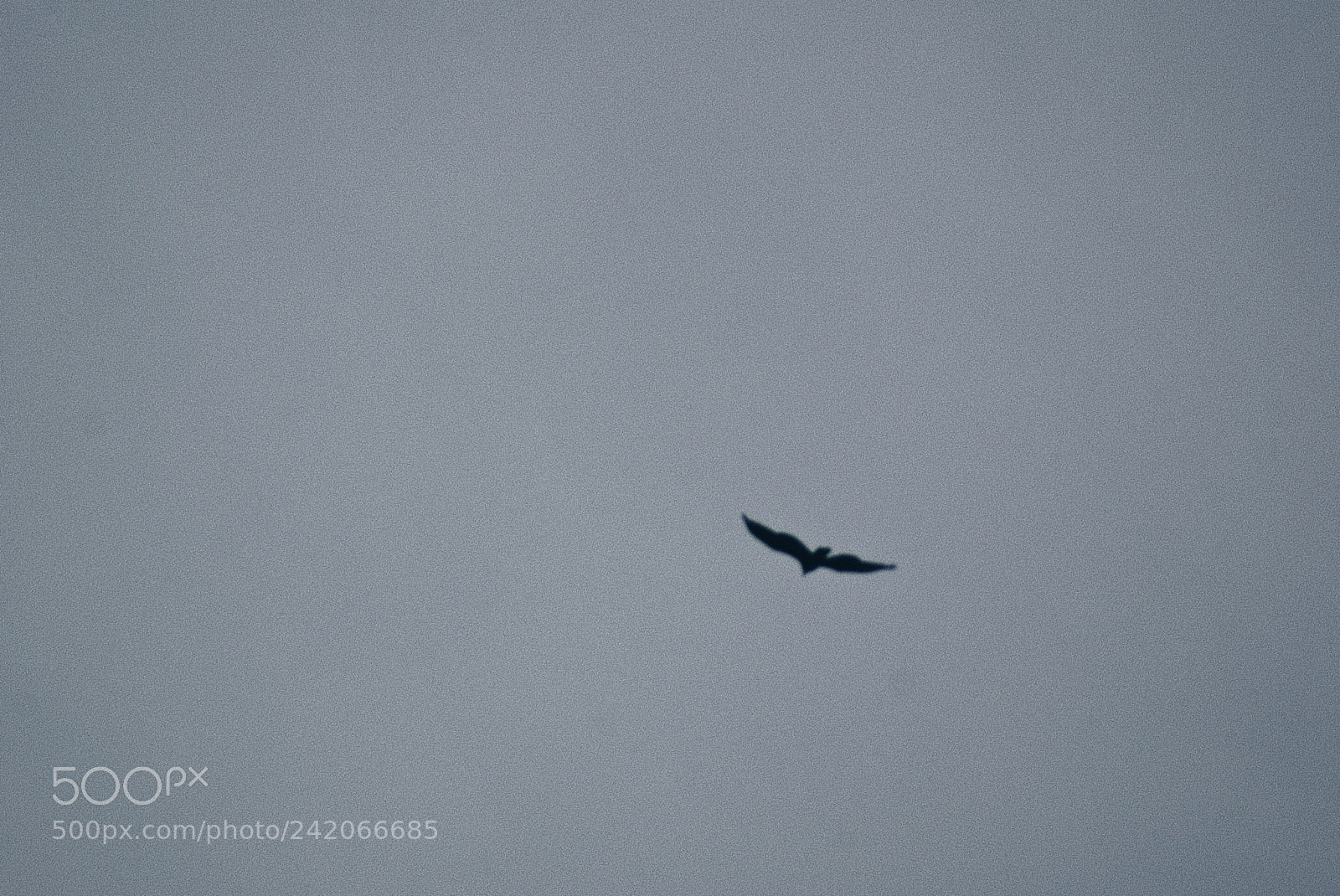 Sony Alpha DSLR-A230 sample photo. Flying bird photography