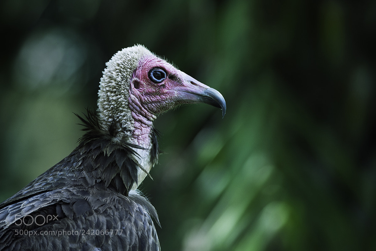 Nikon D4S sample photo. Hooded vulture (necrosyrtes monachus) photography