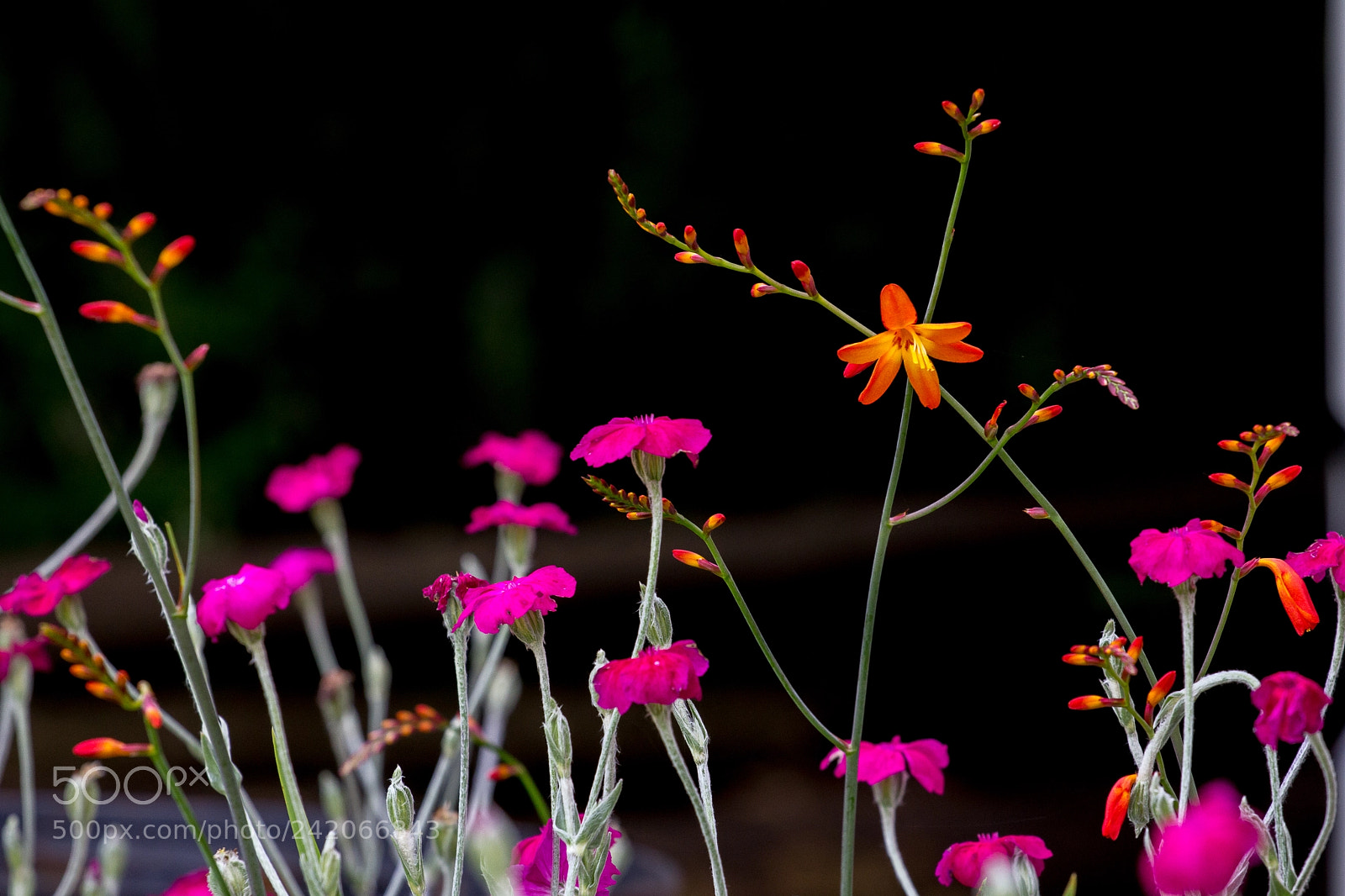 Canon EOS 60D sample photo. Garden colors photography