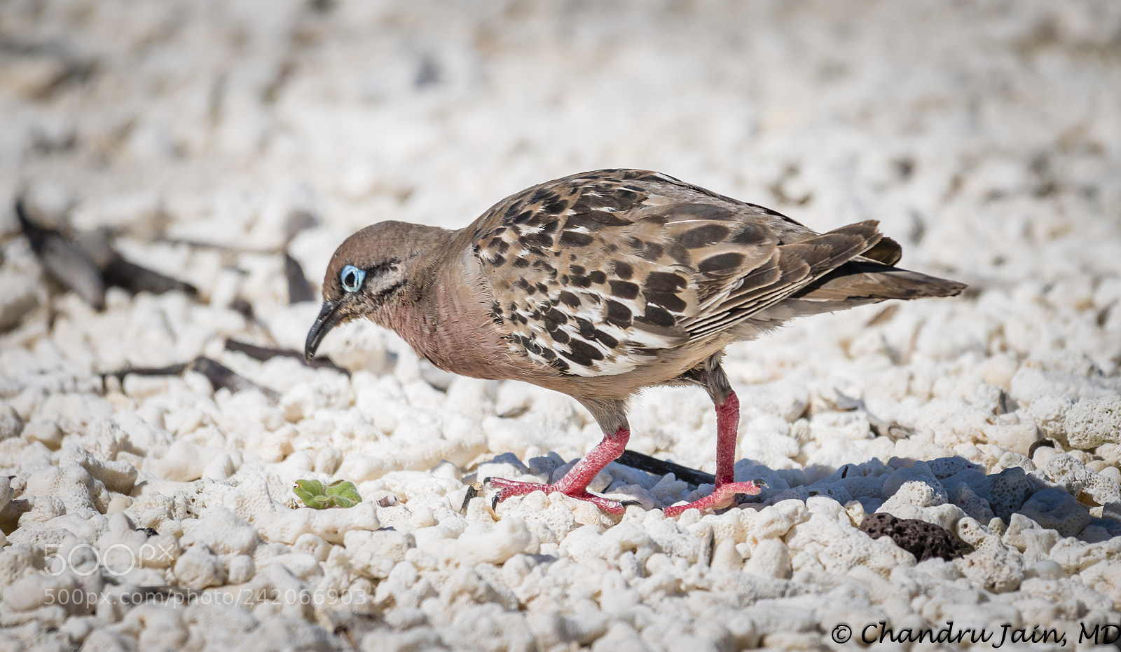 Nikon D800 sample photo. Galapagos dove photography